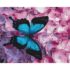 Pictură pe numere (în cutie) – Fluture pe flori