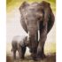 Pictură pe numere 40*50 сm (fără cutie)  – Primele zile ale puiului de elefant