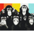 Pictură pe numere 40*50 сm (fără cutie)  – Portretul cimpanzeilor