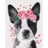 Pictură pe numere – Boston Terrier într-o coroană de flori