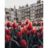 Pictură pe numere – Lalelele Amsterdamului