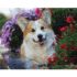 Pictură pe numere – Corgi intre flori