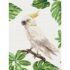 Pictură pe numere 30*40 сm (fără cutie) – Cacatua alb