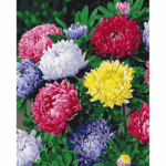 Pictură pe numere 40х50 cm (fără cutie)  – Astre colorate Setul include: 	pânză de bumbac cu o diagramă numerotată a imaginii, pe o ramă de lemn 	 3 perii de diferite grosimi 	 vopsele acrilice numerotate 	 monturi pentru fixare pe perete